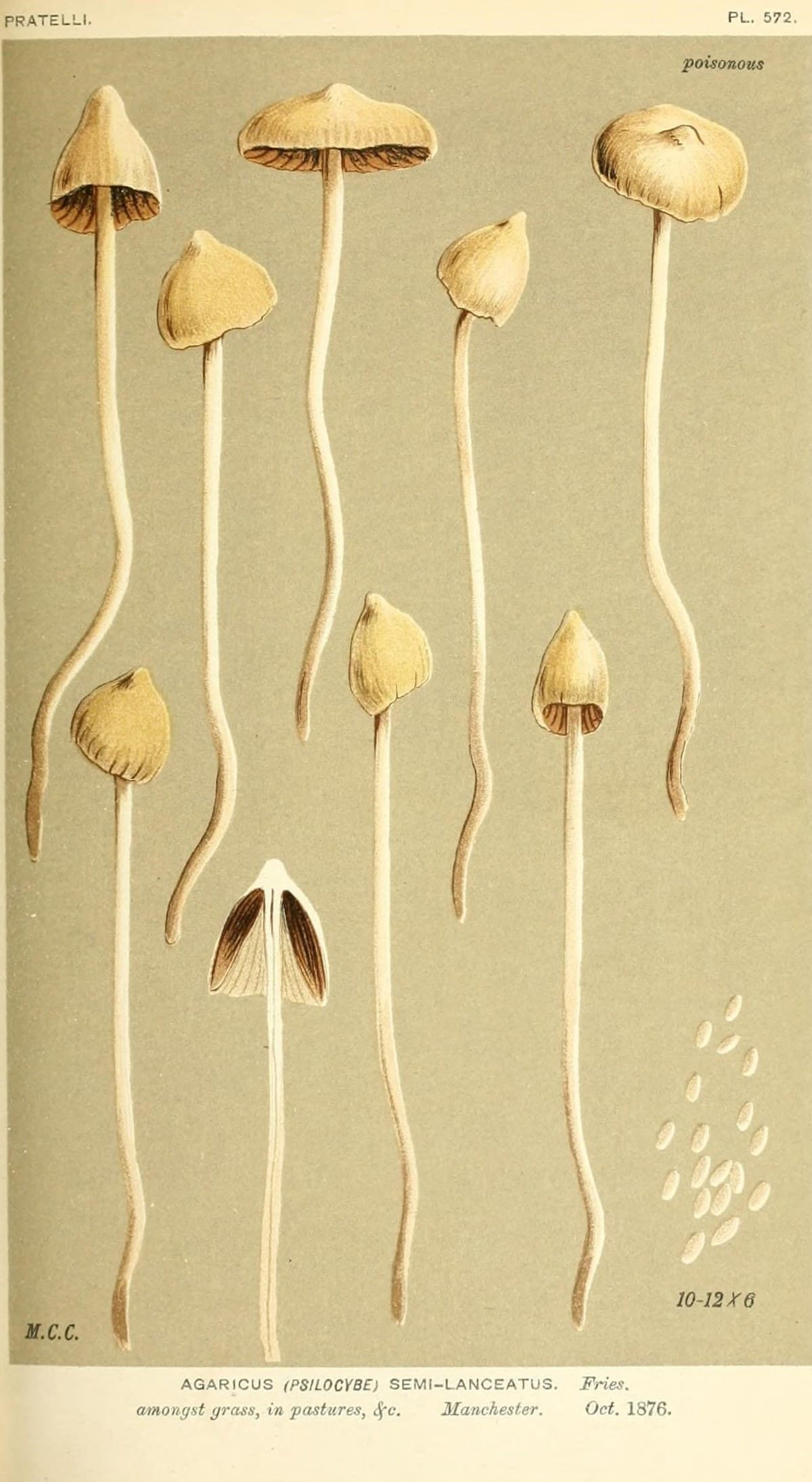 A Victorian lithographic plate on olive ground showing nine liberty cap mushrooms at various stages, one sectioned lengthwise, with a scatter of spores at lower right.