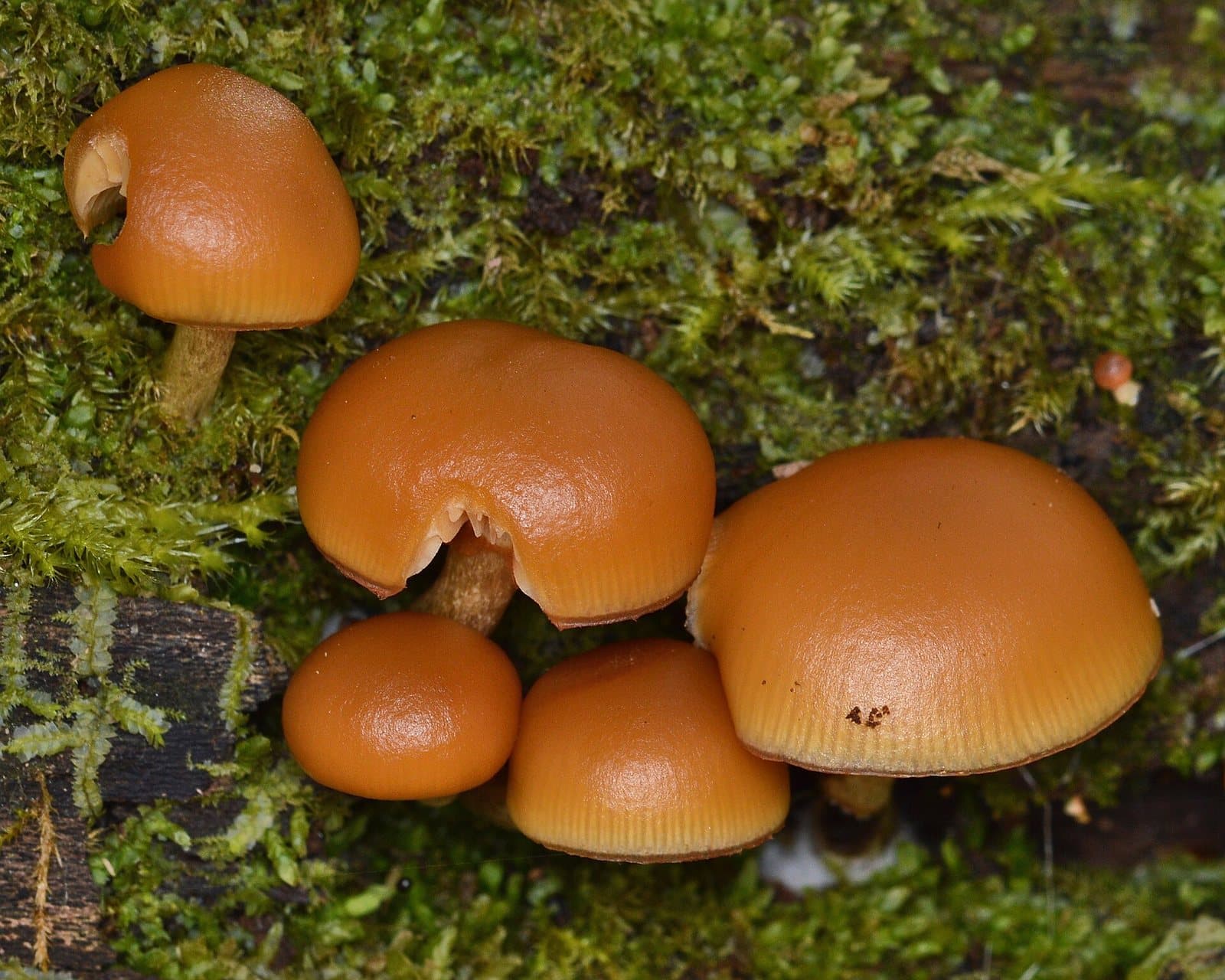 A cluster of five glossy tawny-brown mushrooms with smooth rounded caps growing from mossy rotting wood.