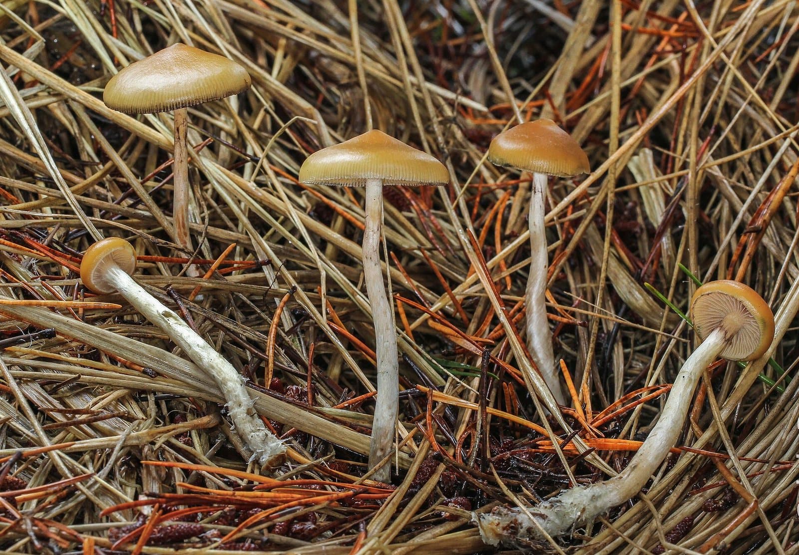Five slender caramel-capped mushrooms with pale wavy stems growing among dried beach grass and orange conifer needles.