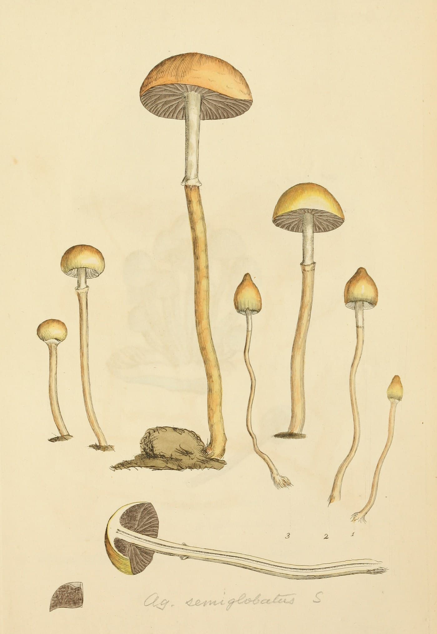 An antique hand-colored botanical engraving of eight small ochre-capped mushrooms with long wavy stems, arranged on cream paper with handwritten Latin names beneath.